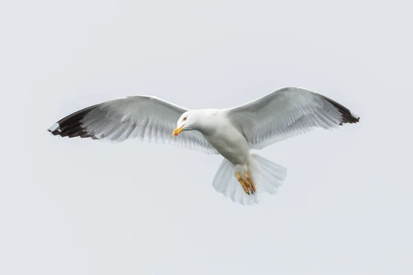 Přední pohled létající žlutý Racek (Larus michahellis) — Stock fotografie