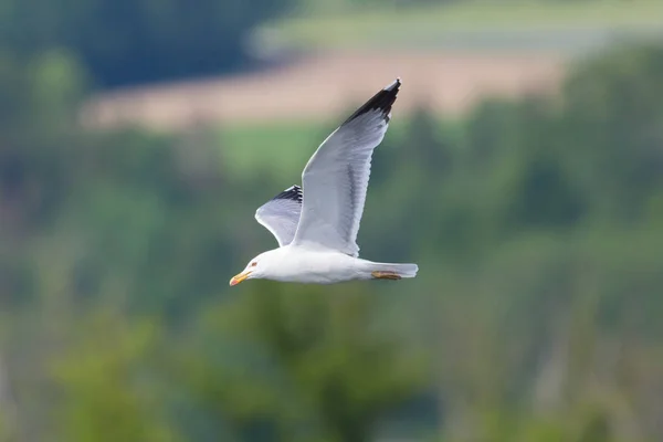 Vista lateral voando gaivota de pernas amarelas (larus michahellis ) — Fotografia de Stock