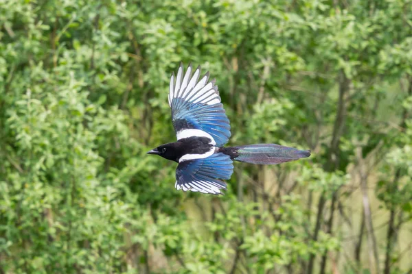uçuşta yakın çekim Avrasya saksağan (pica pica)