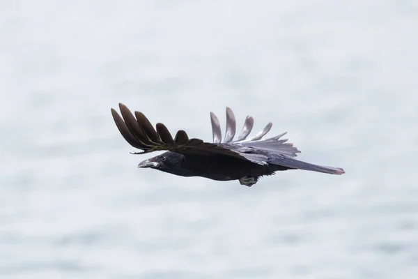 isolated carrion crow raven (corvus corone), spread wings