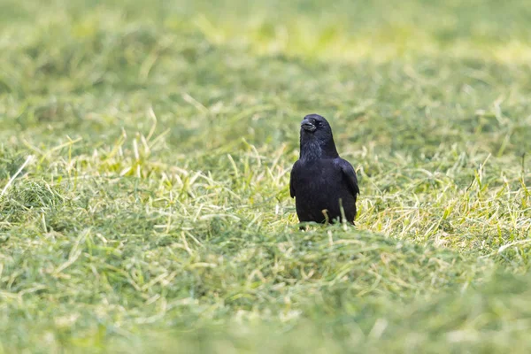 Zwarte Carrion Crow (Corvus corone) staand in gras — Stockfoto