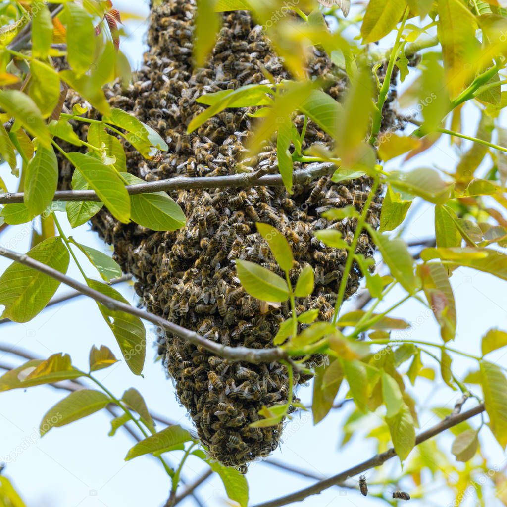 honey bees hive swarm in tree