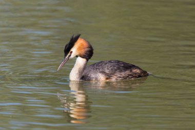 yakın çekim renkli büyük tepeli grebe (podiceps cristatus)