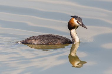 yakın çekim aynalı büyük tepeli grebe (podiceps cristatus)