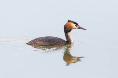 yakın çekim aynalı tepeli grebe (podiceps cristatus)