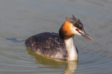 suda yakın çekim büyük tepeli grebe (podiceps cristatus)