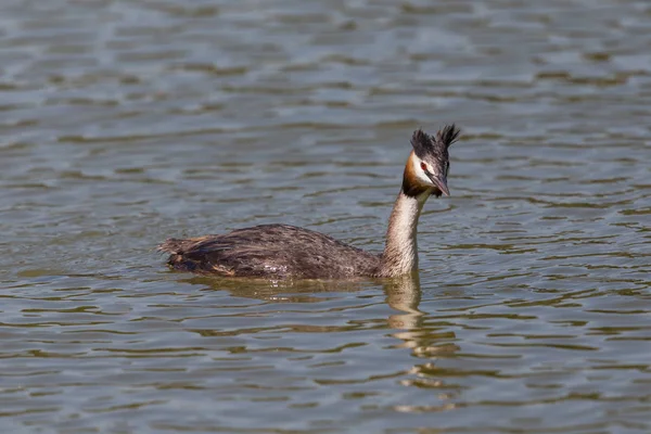 Grande grebe crested nadando em água ondulada — Fotografia de Stock