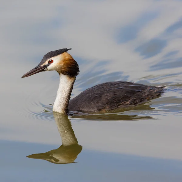 Retrato espelhado grande grebe crista (podiceps cristatus ) — Fotografia de Stock