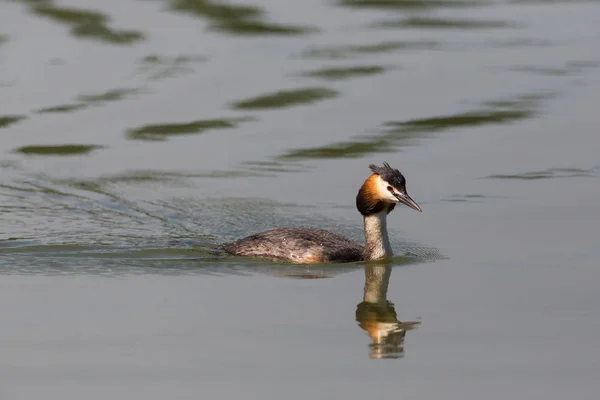 Vista próxima grande grebe crested natação na luz solar — Fotografia de Stock