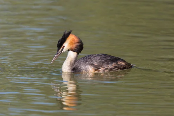 Close-up colorido grande grebe crested (podiceps cristatus ) — Fotografia de Stock