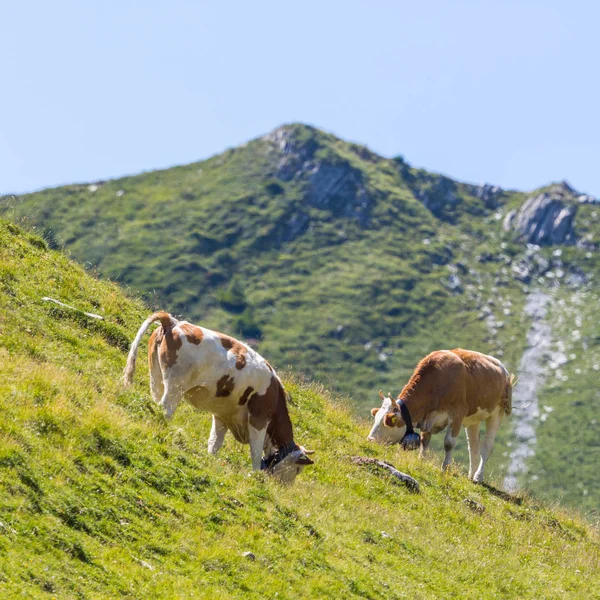 Duas vacas leiteiras em pastagem alpina na Suíça — Fotografia de Stock