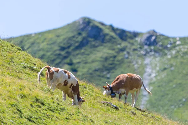 Duas vacas leiteiras em pastagens alpinas na Suíça — Fotografia de Stock