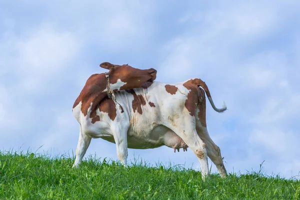Uma vaca leiteira em pastagens verdes ricas — Fotografia de Stock