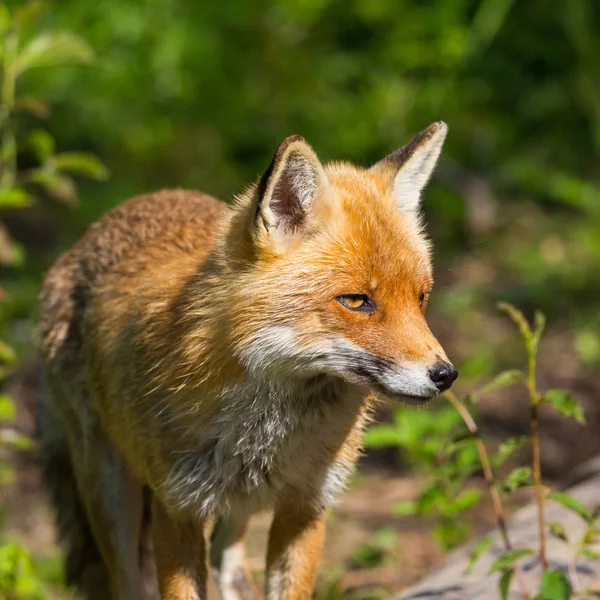 Κοντινό-up κόκκινη αλεπού (αιδοια) στέκεται στο ηλιακό φως — Φωτογραφία Αρχείου