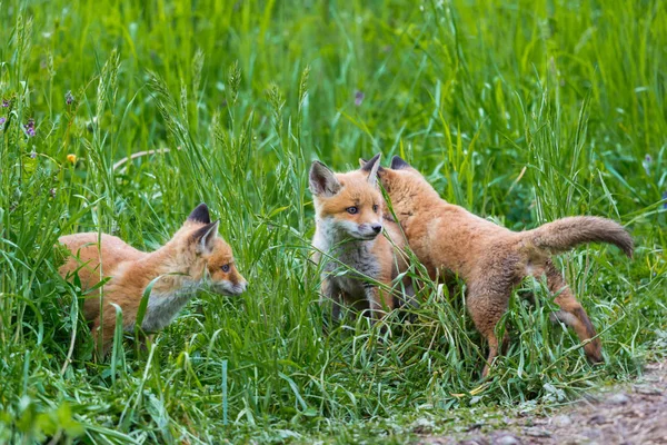 Három fiatal vörös róka (Vulpes) játszik a zöld fű — Stock Fotó