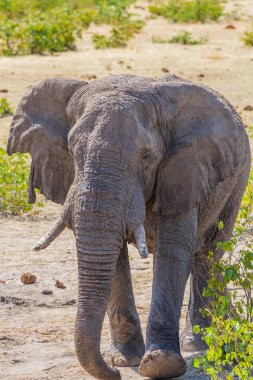 afrika fili (loxodonta africana) savanada yürüyor 