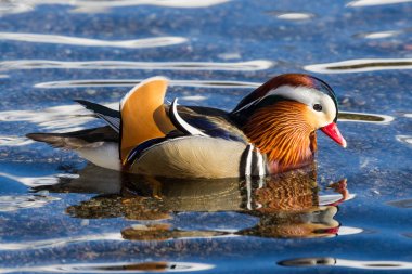 yakın yan görünüm renkli mandalina ördeği (aix galericulata)