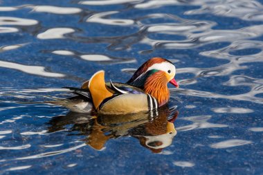 suda yakın çekim renkli mandalina ördeği (aix galericulata)