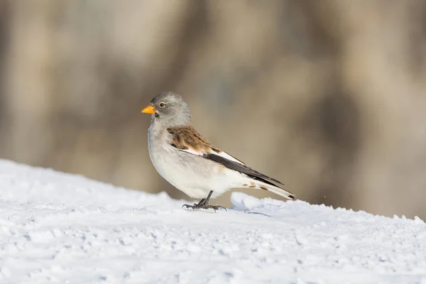 日差しの中の雪の中のスノーフィンチ鳥(モンティフリンギラ・ニヴァリス) — ストック写真