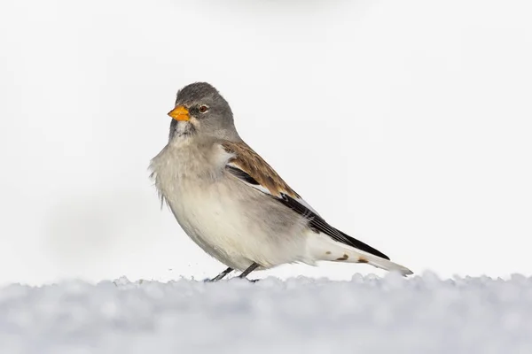 Pinzón de nieve aislado (montifringilla nivalis), nieve, sol — Foto de Stock