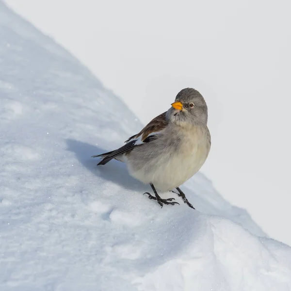 Isolated snowfinch bird (montifringilla nivalis) in snow Stock Picture