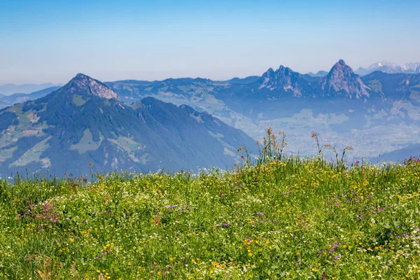 Florescendo prado alpino com montanhas Mythen e céu azul — Fotografia de Stock