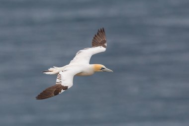 yakın çekim bir gannet (morus bassanus) uçuş, mavi deniz