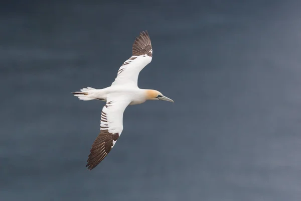 Un alcatraces volador (morus bassanus), mar azul, alas desplegadas —  Fotos de Stock