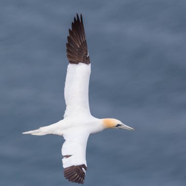yakın çekim uçan gannet (morus bassanus), mavi deniz