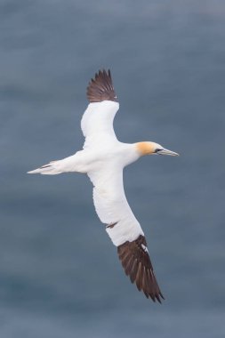 mavi deniz üzerinde uçuş yakın çekim gannet (morus bassanus)