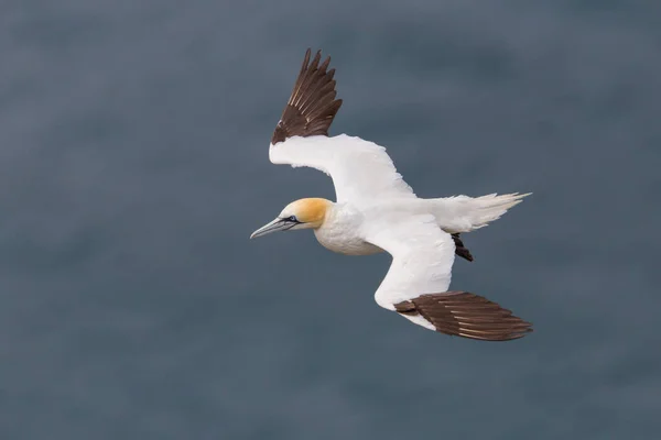 Närbild Natural Flying Gannet (Morus bassanus), blå havet — Stockfoto