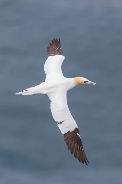 Primer plano del alcatraces (morus bassanus) en vuelo sobre el mar azul — Foto de Stock