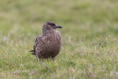 büyük skua kuş (stercorarius skua) çayır ayakta