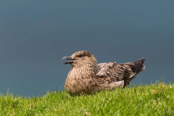 Great skua (stercorarius skua), sitting in green meadow, sunshine — стоковое фото