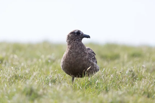 stock image portrait great skua (stercorarius skua) standing in green meadow