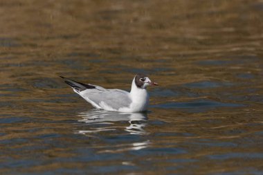 kara başlı martı (larus ridibundus), suda yüzme