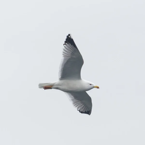 Mouette à pattes jaunes (larus michahellis) en gros plan ) — Photo