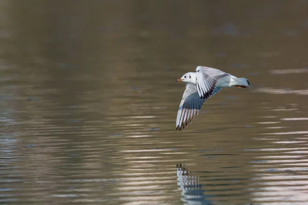 Мартин чорноголовий (larus ridibundus) у польоті над поверхнею води — стокове фото