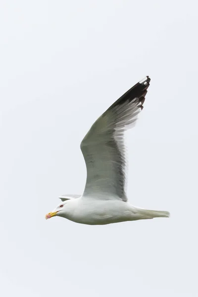 Retrato voando gaivota de pernas amarelas (larus michahellis ) — Fotografia de Stock