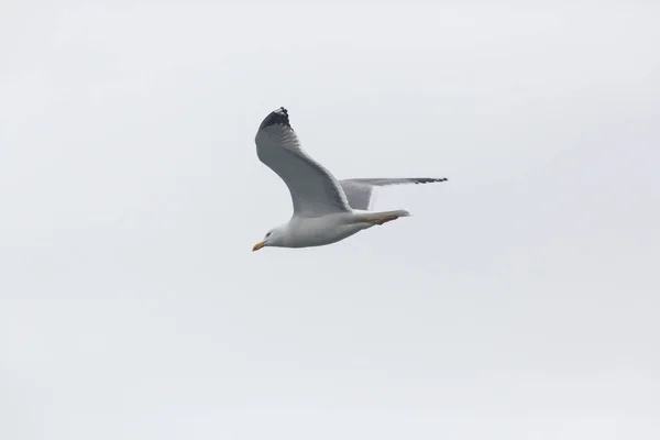 Gaivota isolada de pernas amarelas (larus michahellis) em voo — Fotografia de Stock