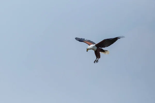 flying African fish eagle (haliaeetus vocifer) landing, blue sky