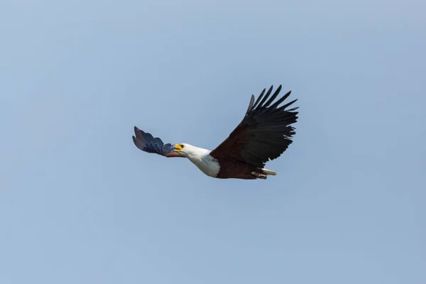 Vliegende Afrikaanse vis adelaar (Haliaeetus vocifer), gespreide vleugels — Stockfoto