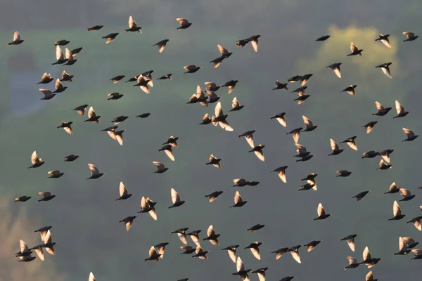 flock of starling birds (sturnus vulgaris) in backlight