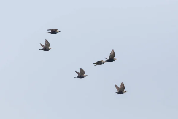 Grupo de estorninos (sturnus vulgaris) en vuelo en el cielo azul — Foto de Stock