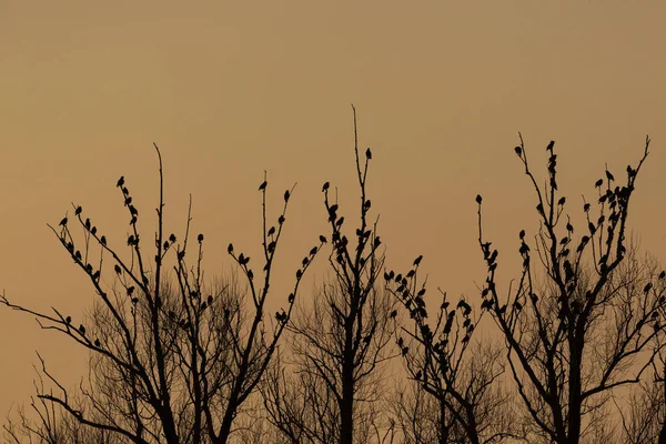 De nombreux étourneaux (sturnus vulgaris) dormant sur un arbre à l'aube — Photo