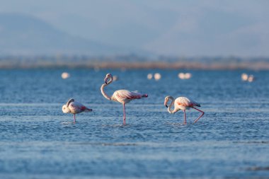 suda üç büyük flamingo (feenicopterus roseus)
