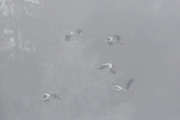 Fünf Weißstörche (ciconia ciconia) fliegen im Nebel — Stockfoto