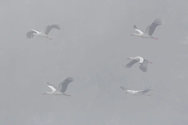 Seis cigüeñas blancas (ciconia ciconia) volando en niebla — Foto de Stock