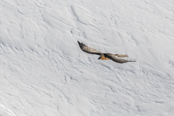 Abutre barbudo (gypaetus barbatus) voando sobre a superfície da neve — Fotografia de Stock