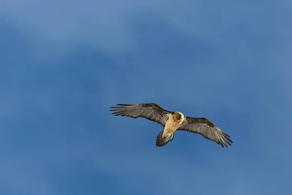 Vousatý SUP (gypaetus barbatus) létající v oblačné obloze — Stock fotografie